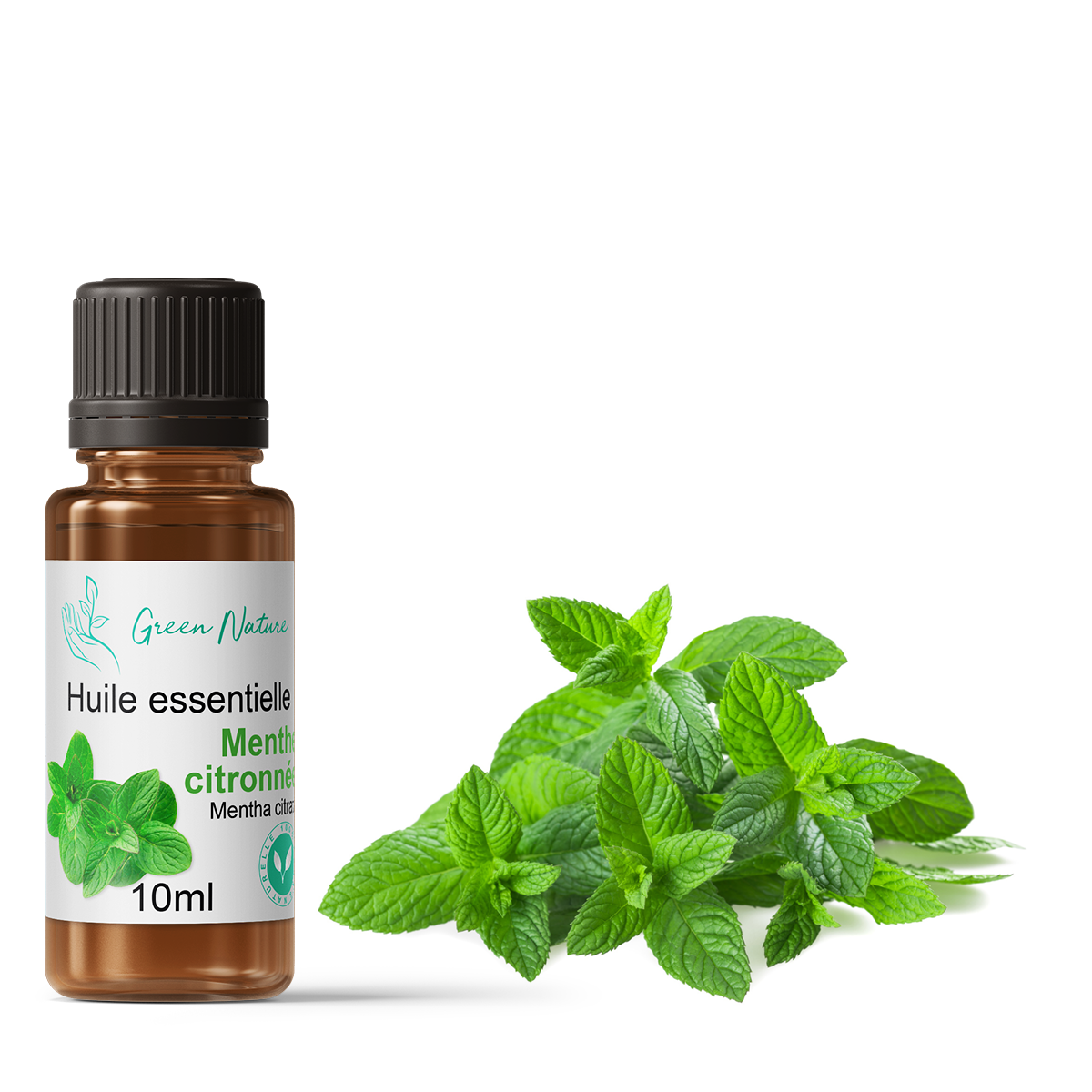 60 Graines De Menthe Citronnée - Facile à Cultiver En Intérieur Ou Extérieur